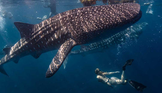 So You Want To Catch A Whale?